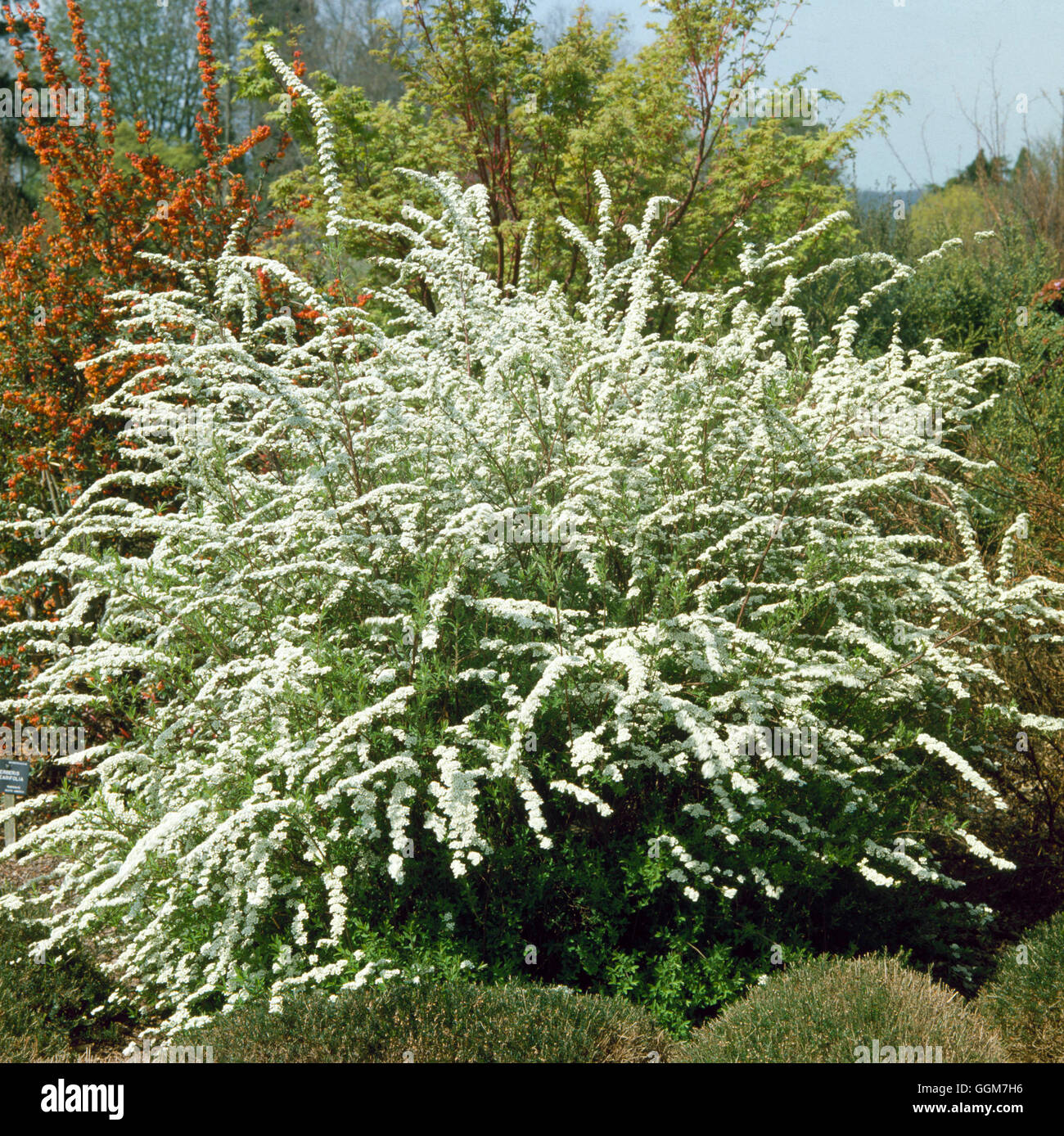Spiraea x cinerea - `Grefsheim' AGM   TRS032404 Stock Photo